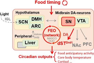 Dopamine systems and biological rhythms: Let’s get a move on